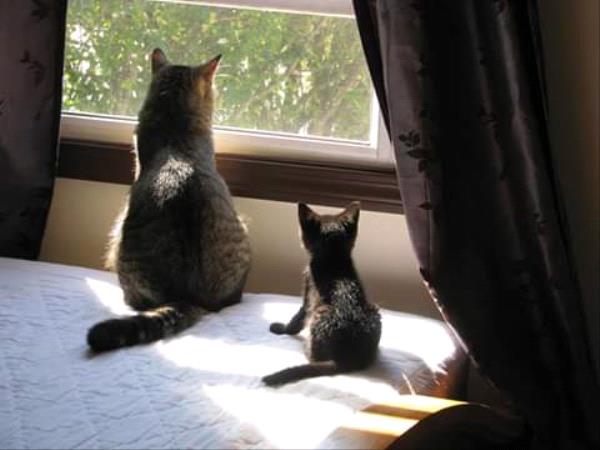 /Images/uploads/Cat Welfare Association/2020cwacontest/entries/9828thumb.jpg